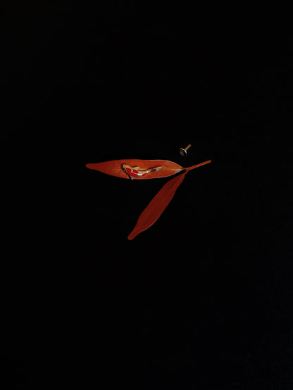 Gold-plated 925 sterling silver Vermilion Koi Flatback Earring