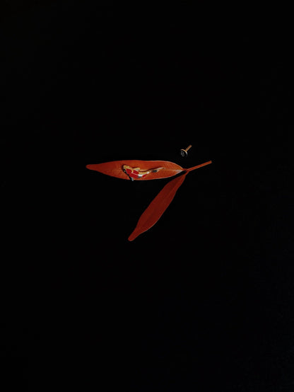 Gold-plated 925 sterling silver Vermilion Koi Flatback Earring